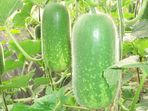 爆料吃瓜真人图片高清,高清真人图片背后的惊人真相